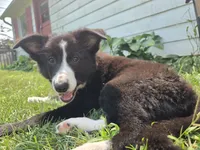 Honey, a female Border Collie for sale in Troy, OH – 2 of 2