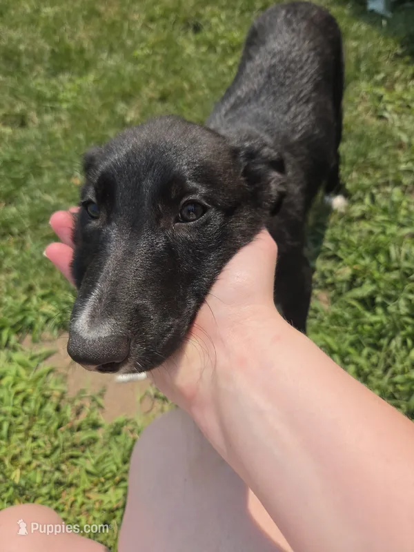 Mona – Border Collie puppy for sale in Troy, OH
