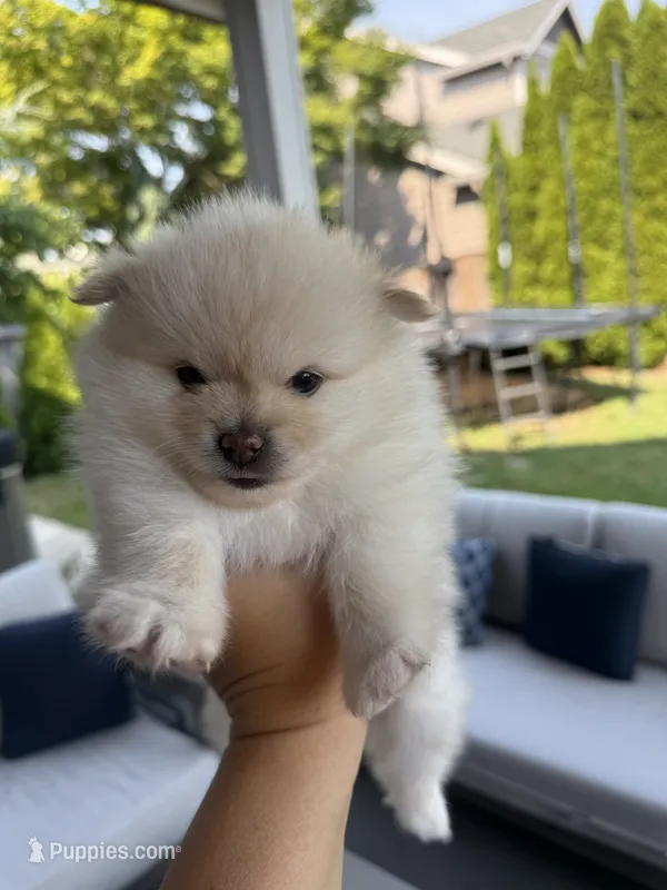 Snowflake  – Pomeranian puppy for sale in Vancouver, WA