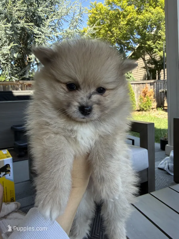 Rocky – Pomeranian puppy for sale in Vancouver, WA