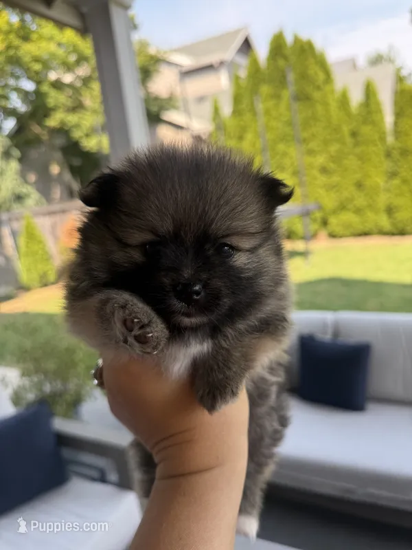 Love – Pomeranian puppy for sale in Vancouver, WA