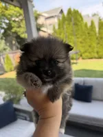Love, a female Pomeranian for sale in Vancouver, WA – 1 of 1