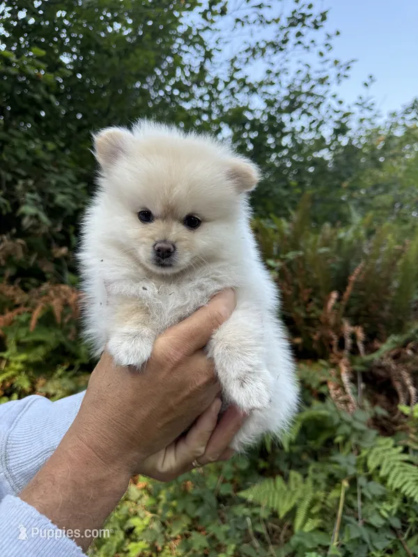 Snowflake  – Pomeranian puppy for sale in Vancouver, WA