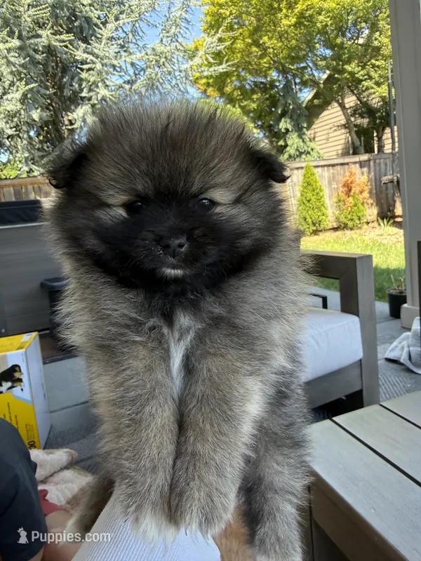 Ben – Pomeranian puppy for sale in Vancouver, WA