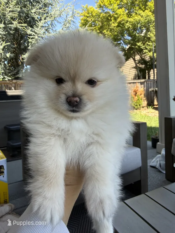 Snowflake  – Pomeranian puppy for sale in Vancouver, WA