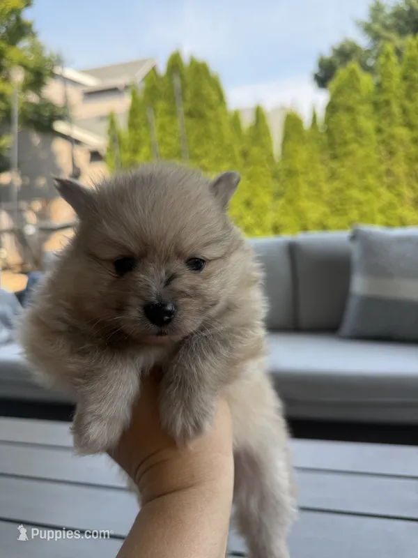 Rocky – Pomeranian puppy for sale in Vancouver, WA