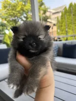 Ben, a male Pomeranian for sale in Vancouver, WA – 1 of 1