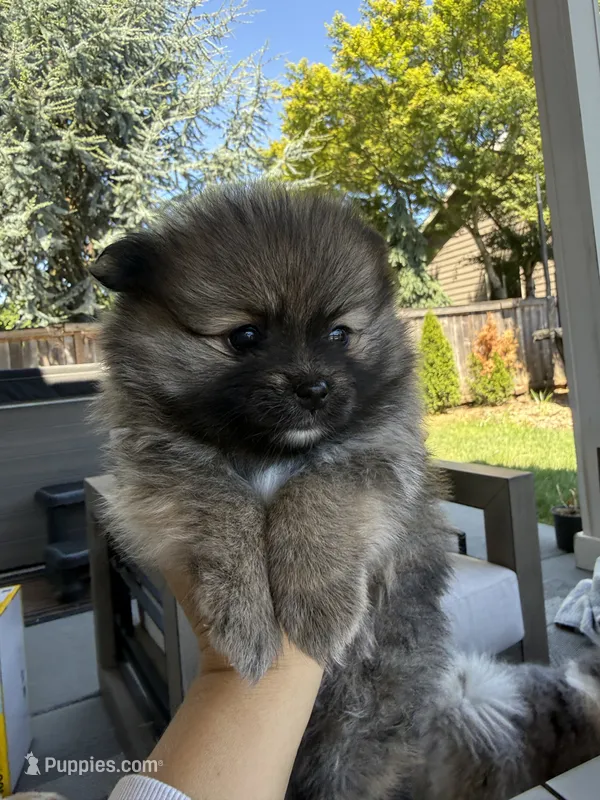 Love – Pomeranian puppy for sale in Vancouver, WA