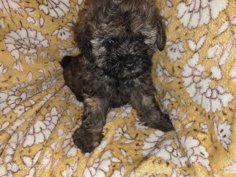 Buzz – Shih Tzu, Poodle - Miniature  puppy for sale in Marshfield, MO