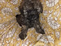 Buzz, a male Shih Tzu and Poodle - Miniature  for sale in Marshfield, MO – 1 of 5