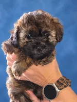 Buzz, a male Shih Tzu and Poodle - Miniature  for sale in Marshfield, MO – 2 of 5