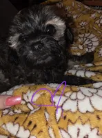 Bonnie, a female Shih Tzu and Poodle - Miniature  for sale in Marshfield, MO – 4 of 4