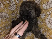 Buzz, a male Shih Tzu and Poodle - Miniature  for sale in Marshfield, MO – 5 of 5