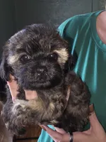 Bonnie, a female Shih Tzu and Poodle - Miniature  for sale in Marshfield, MO – 3 of 4