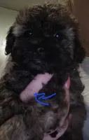 Buzz, a male Shih Tzu and Poodle - Miniature  for sale in Marshfield, MO – 3 of 5