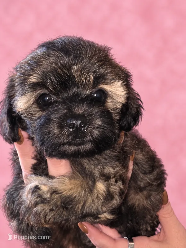 Bonnie – Shih Tzu, Poodle - Miniature  puppy for sale in Marshfield, MO