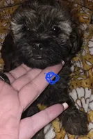 Buzz, a male Shih Tzu and Poodle - Miniature  for sale in Marshfield, MO – 4 of 5