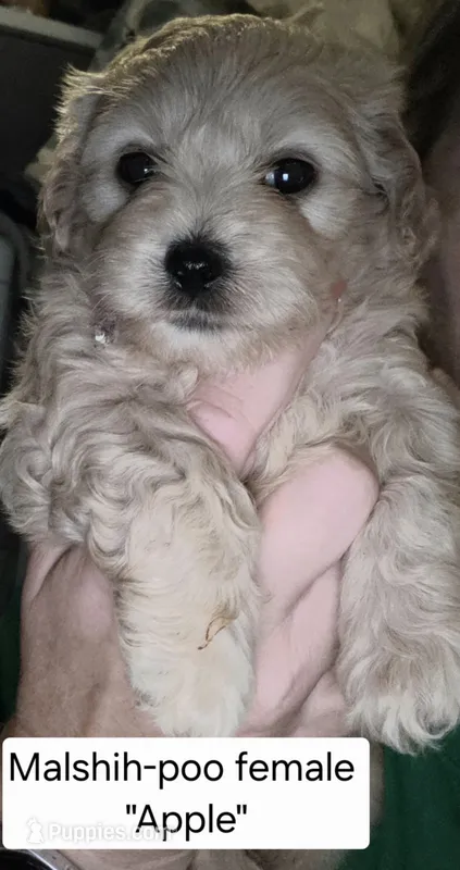 Apple – Shihpoo, Maltese puppy for sale in Marshfield, MO