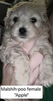 Apple, a female Shihpoo and Maltese for sale in Marshfield, MO – 1 of 1