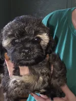 Bonnie, a female Shih Tzu and Poodle - Miniature  for sale in Marshfield, MO – 2 of 4