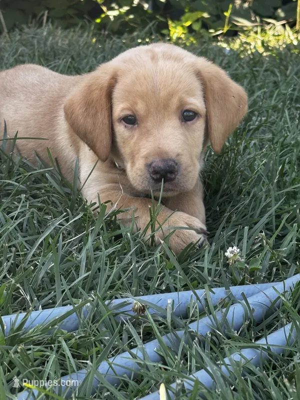 Melvin – Labrador Retriever puppy for sale in Markesan, WI