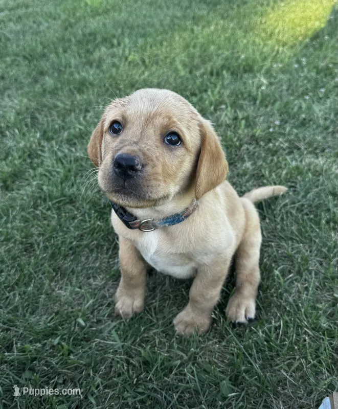 Ron – Labrador Retriever puppy for sale in Markesan, WI
