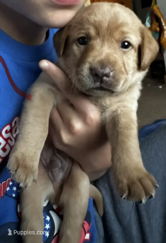 Melvin – Labrador Retriever puppy for sale in Markesan, WI