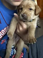 Melvin, a male Labrador Retriever for sale in Markesan, WI – 2 of 2