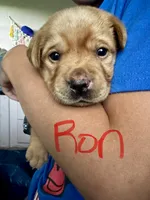 Ron, a male Labrador Retriever for sale in Markesan, WI – 2 of 2