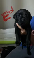 Ed, a male Labrador Retriever for sale in Markesan, WI – 1 of 2
