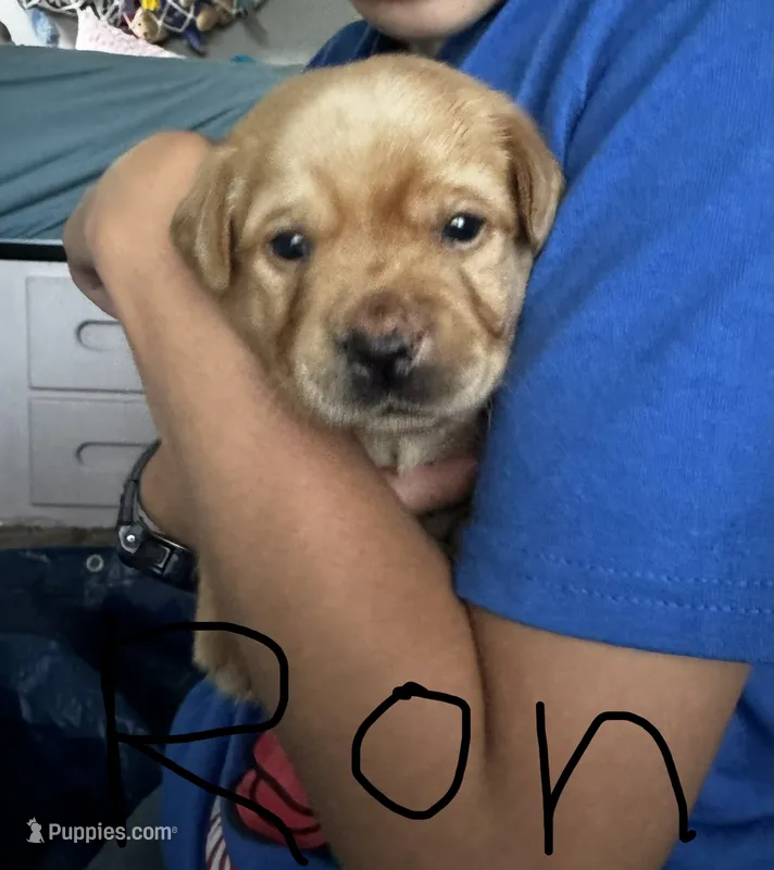 Ron – Labrador Retriever puppy for sale in Markesan, WI