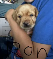 Ron, a male Labrador Retriever for sale in Markesan, WI – 1 of 2