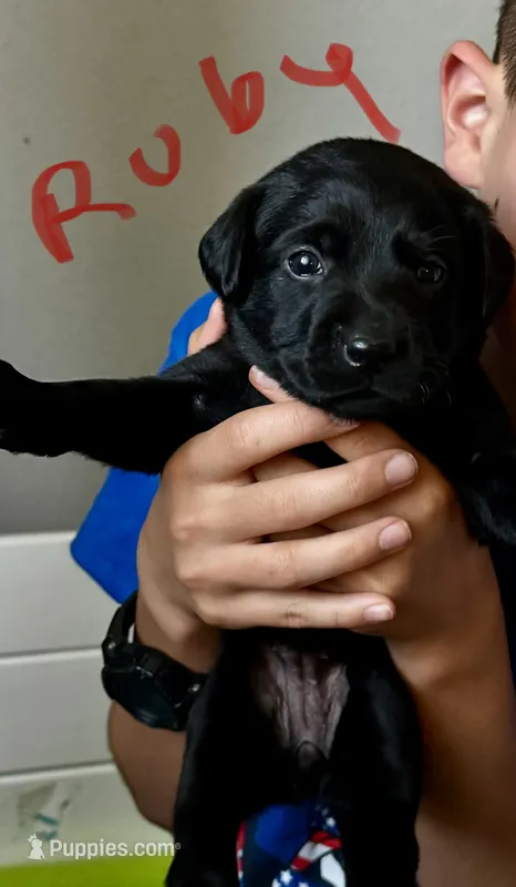 Ruby – Labrador Retriever puppy for sale in Markesan, WI