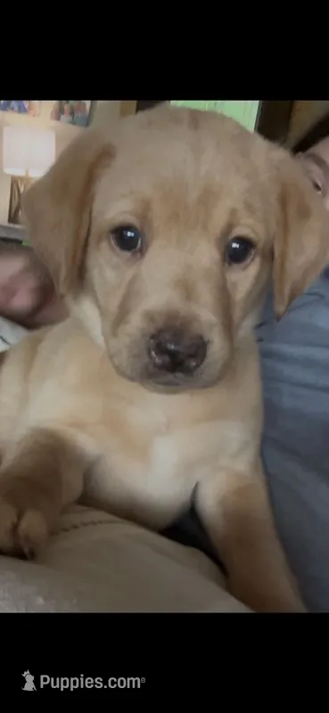 Melvin – Labrador Retriever puppy for sale in Markesan, WI