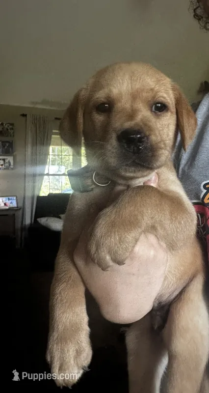 Ron – Labrador Retriever puppy for sale in Markesan, WI