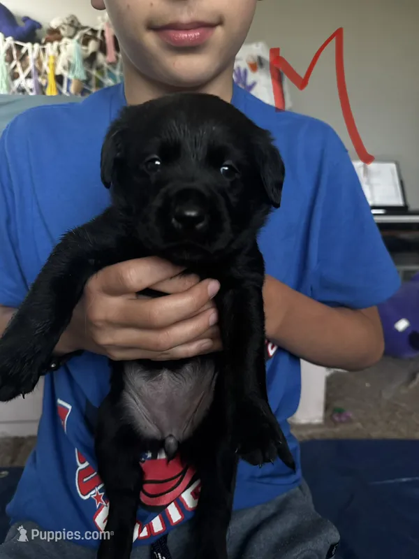 Marjie – Labrador Retriever puppy for sale in Markesan, WI
