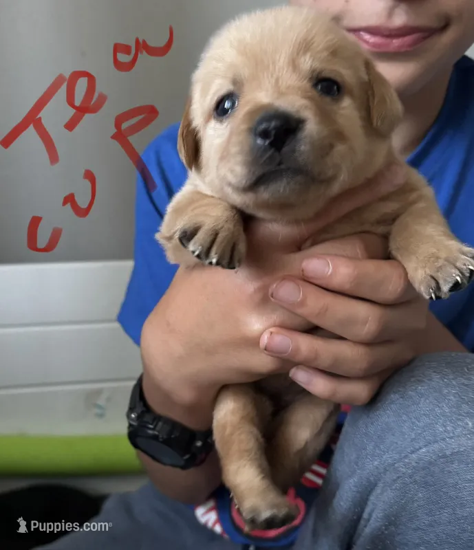 Tea Cup – Labrador Retriever puppy for sale in Markesan, WI