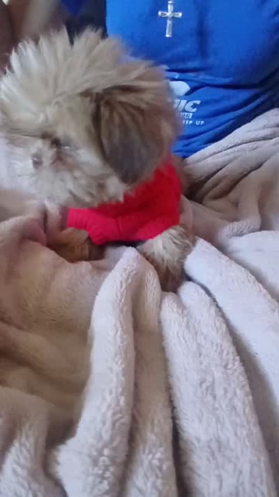 Bear , a male Shih Tzu for sale in Hesperia, CA – 6 of 6