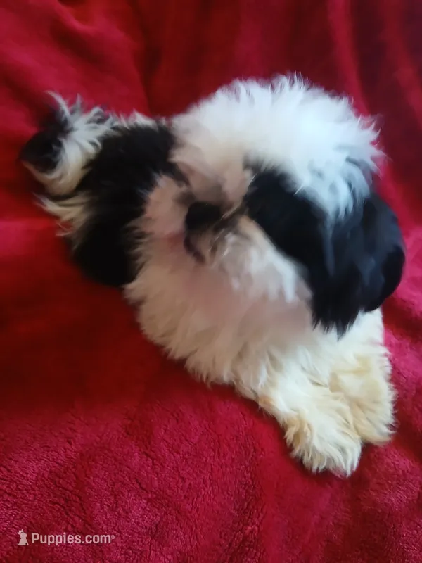 Panda  – Shih Tzu puppy for sale in Hesperia, CA