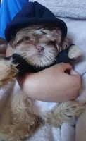 Bear , a male Shih Tzu for sale in Hesperia, CA – 3 of 6