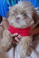 Bear , a male Shih Tzu for sale in Hesperia, CA – 5 of 6