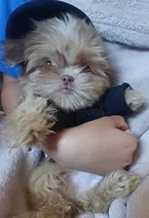 Bear , a male Shih Tzu for sale in Hesperia, CA – 4 of 6