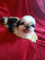 Panda , a male Shih Tzu for sale in Hesperia, CA – 2 of 3