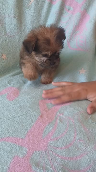 Brownie , a male Shorkie for sale in Hesperia, CA – 1 of 1