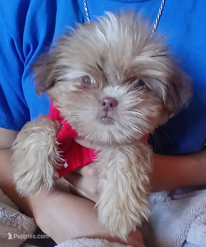 Bear  – Shih Tzu puppy for sale in Hesperia, CA