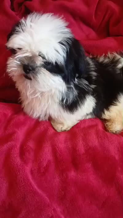 Panda , a male Shih Tzu for sale in Hesperia, CA – 3 of 3