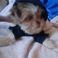 Bear , a male Shih Tzu for sale in Hesperia, CA – 2 of 6
