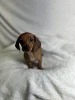 Milo, a male Miniature Dachshund for sale in Wrens, GA – 4 of 5