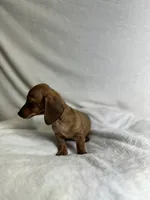 Milo, a male Miniature Dachshund for sale in Wrens, GA – 3 of 5
