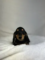 Remy, a female Miniature Dachshund for sale in Wrens, GA – 3 of 4